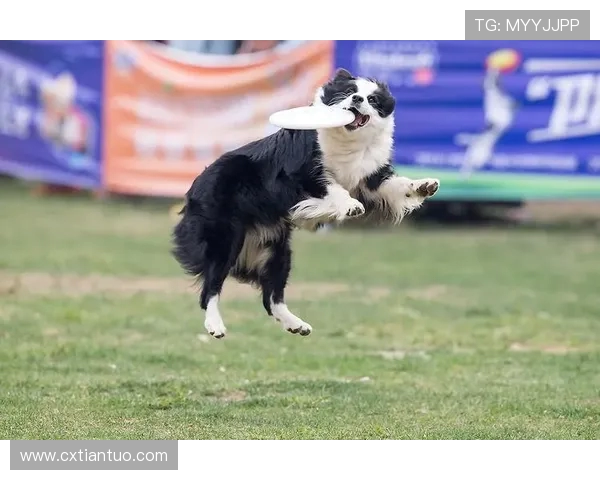 杭州飞盘队在极限运动世界杯中的速度表现分析与点评